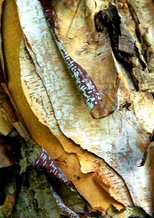 Peeling Bark #3 - Eloise Butler Wildflower Garden, MN