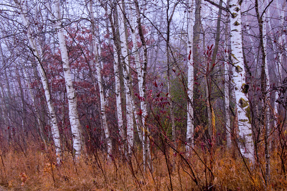 Lebanon Hills Birch Trees #1