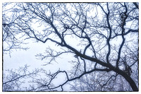 West Picnic Grounds Tree Detail #2
