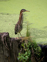 Least Bittern Posing