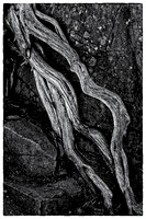 Interstate State Park Parking Lot Root
