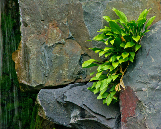 Japanese Garden Detail