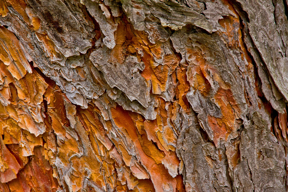 Pine Bark 2755