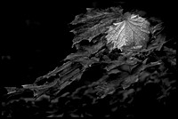 Individuality B&W
