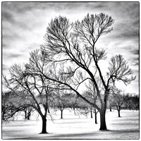 Como Golf Course Trees