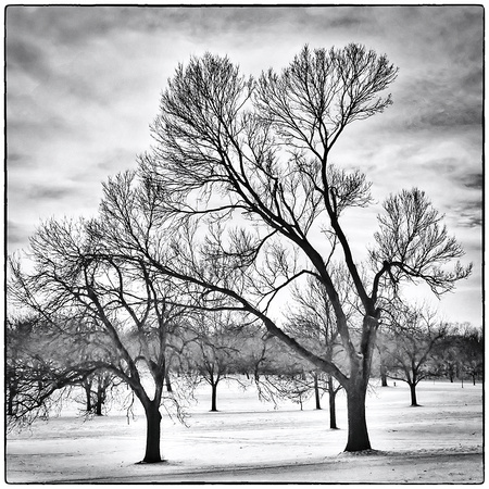 Como Golf Course Trees