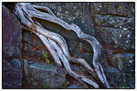 Interstate State Park Parking Lot Root in color.