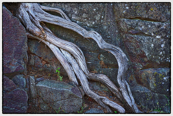 Interstate State Park Parking Lot Root in color.