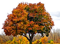 State Fair Parking Lot Tree #2