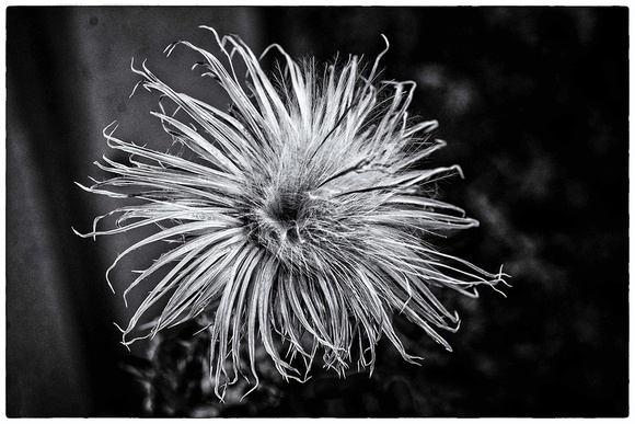 The Late Summer Thistle in B&W