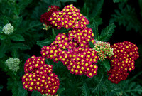 U of M Garden Yarrow