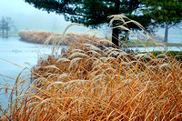 Como Golf Course Grass