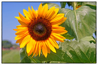 Sarurday Sunflower