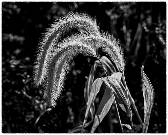 Fountain Grass Close-up in B&W