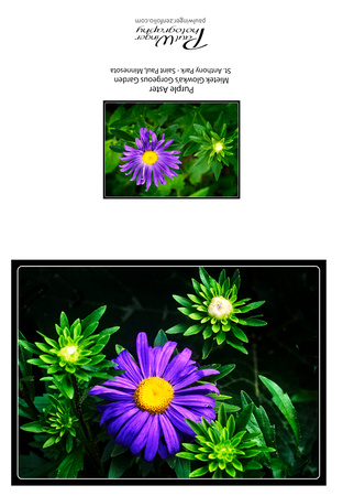 Purple Aster