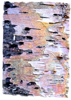 Maraising Bark #3