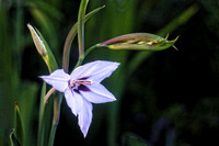_DSC5979edit