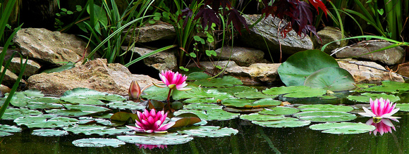 Waterlilies - Japanese Frienship Garden - Georgetown, KY