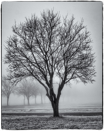 State Fair Parking Lot Tree in Fog