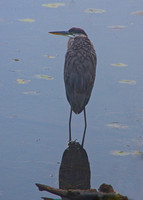 Heron at Lebanon Hills