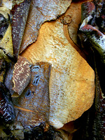 Peeling Bark #5B - Eloise Butler Wildflower Garden, MN
