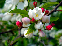 Apple Blossom Time - Sioux Falls, SD