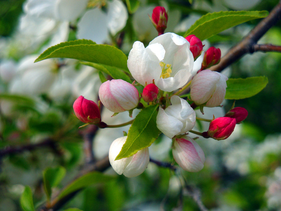 Apple Blossom Time - Sioux Falls, SD