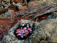 Leafy Puddle