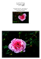 Bonica Shrub Rose